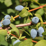 Honeyberry, Combined Maxie & Solo