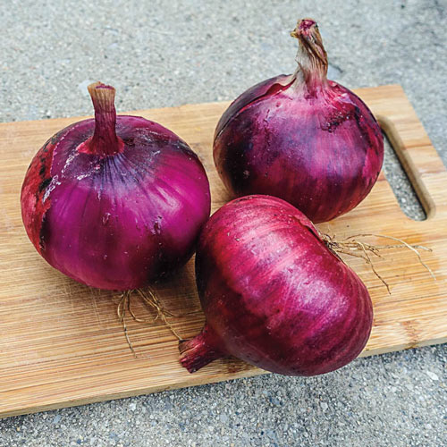Onion, Red Wing