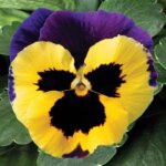 Pansy, Delta Premium Yellow with Purple Wings
