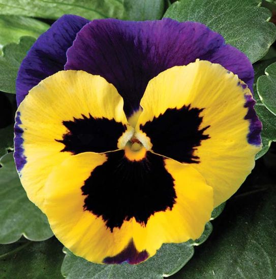 Pansy, Delta Premium Yellow with Purple Wings