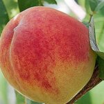 Peach, Semi Dwarf Redhaven