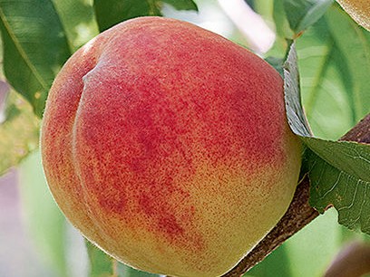 Peach, Semi Dwarf Redhaven