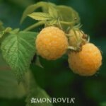 Raspberry, Everbearing Fall Gold