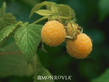 Raspberry, Everbearing Fall Gold