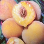 Peach, Semi Dwarf Reliance