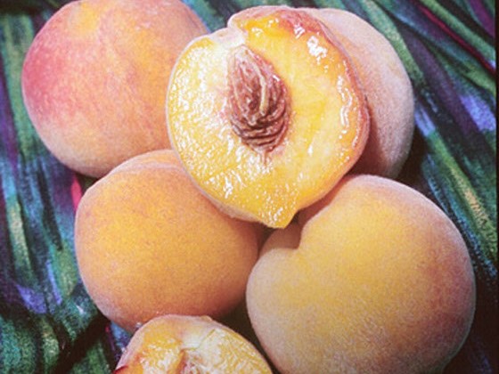 Peach, Semi Dwarf Reliance