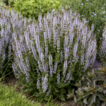 Salvia, Perfect Profusion