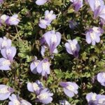 Creeping Mazus