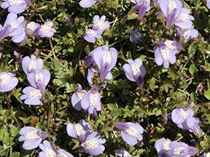 Creeping Mazus