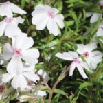 Creeping Phlox, 'Amazing Grace'
