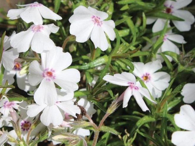 Creeping Phlox, ‘Amazing Grace’