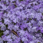 Creeping Phlox, 'Blue Emerald'