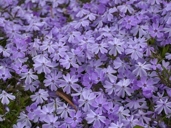 Creeping Phlox, ‘Blue Emerald’