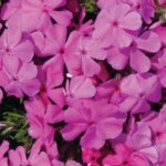 Creeping Phlox, 'Drummond's Pink'