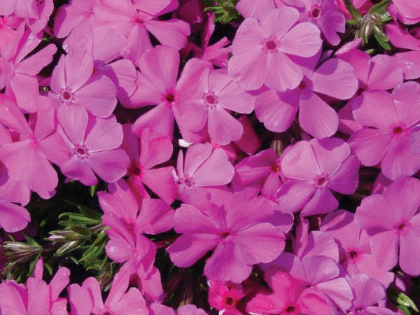 Creeping Phlox, ‘Drummond’s Pink’