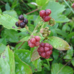 Dewberry, Bristly