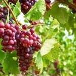 Grape, Einset Seedless