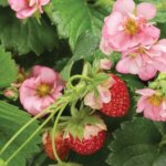 Strawberry, Berried Treasure Pink