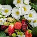 Strawberry, Berried Treasure White
