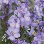 Jacob's Ladder, Purple Rain