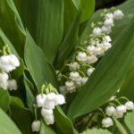 Lily of the Valley