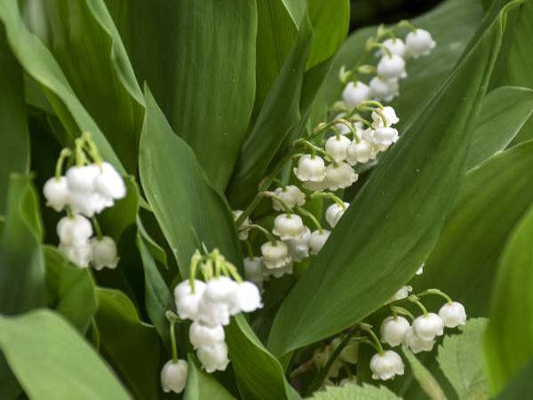 Lily of the Valley