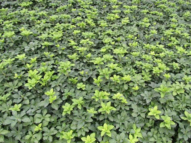 Pachysandra, ‘Green Carpet’