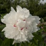 Peony, Festiva Maxima