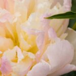 Peony, Raspberry Sundae