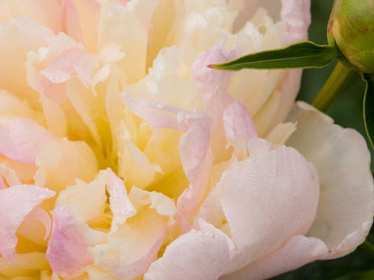 Peony, Raspberry Sundae