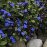 Plumbago, Leadwort