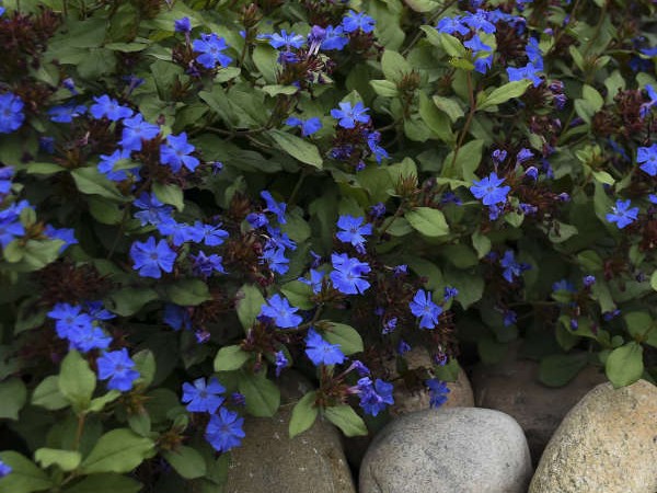 Plumbago, Leadwort