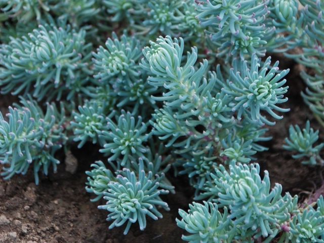 Sedum, ‘Blue Spruce’