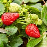 Strawberry, Albion Everbearing