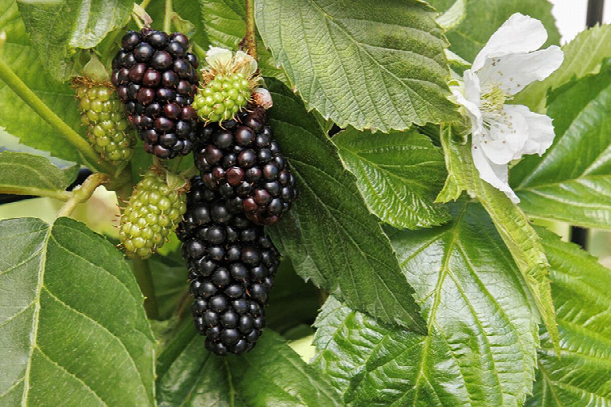 Blackberry, Superlicious