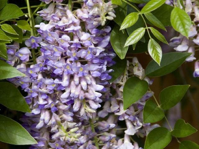 Wisteria, Summer Cascade