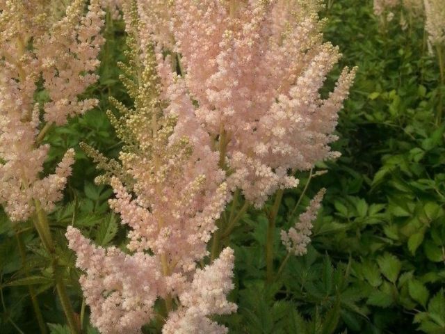 Astilbe, 'Vision Inferno'