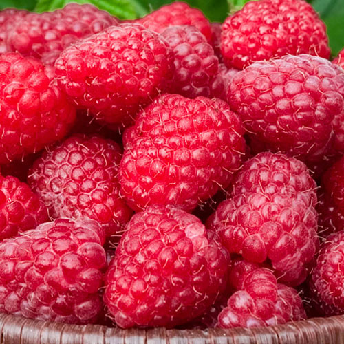 Raspberry, Canby Red