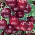 Semi-Dwarf Cherry, 'Lapin'