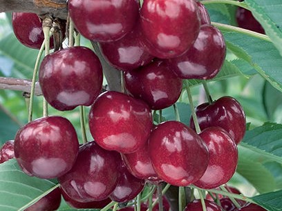 Semi-Dwarf Cherry, ‘Lapin’
