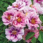 Shrub Rose, 'Easy On The Eyes'