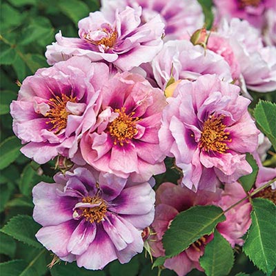 Shrub Rose, ‘Easy On The Eyes’