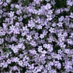 Creeping Baby's Breath, 'Rosea'