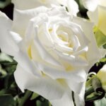 Hybrid Tea Rose, 'Pope John Paul II'