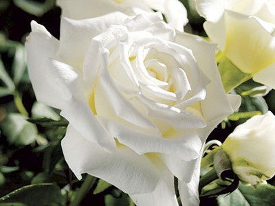 Hybrid Tea Rose, ‘Pope John Paul II’