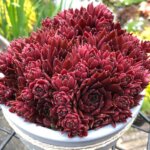 Hen & Chicks, 'Coral Red'