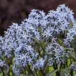 Amsonia, 'Storm Cloud'