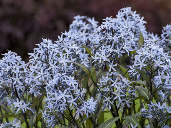 Amsonia, ‘Storm Cloud’