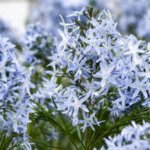 Amsonia, 'String Theory'
