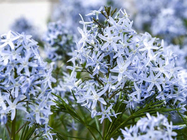 Amsonia, ‘String Theory’